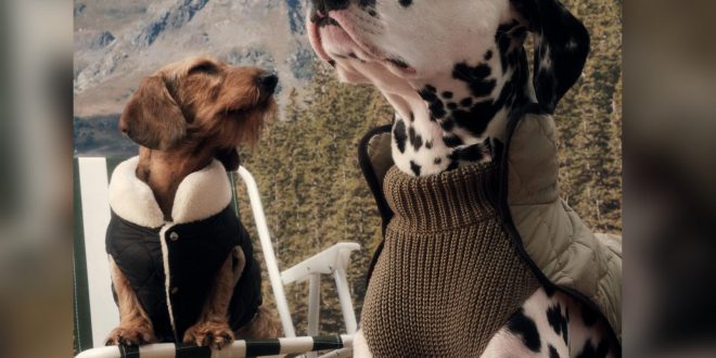 Moncler x Poldo Dog Couture Collection Will Keep Your Puppy Warm & In Style This Winter