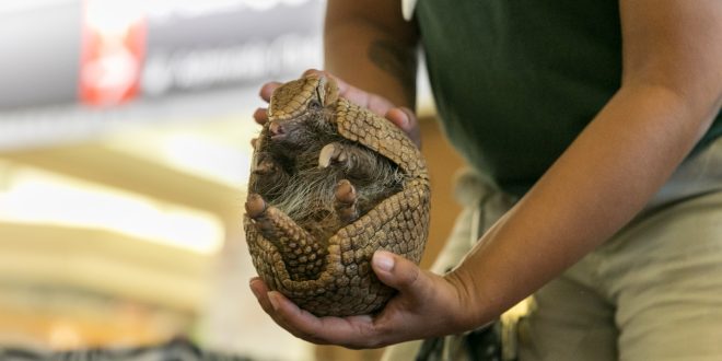 Armadillos, Lizards, Tortoises, And Other Animals Will Be Placed At Philadelphia International Airport to Connect Travelers With Wildlife from Across the Globe