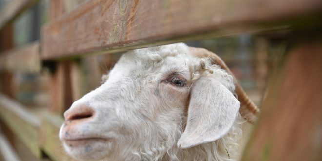Animal Sacrifice Approved for Religious Purposes in Detroit-Area City