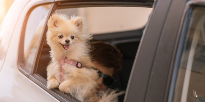 New Florida Bill Could Ban Dogs From Sticking Their Heads Out Of Car Windows