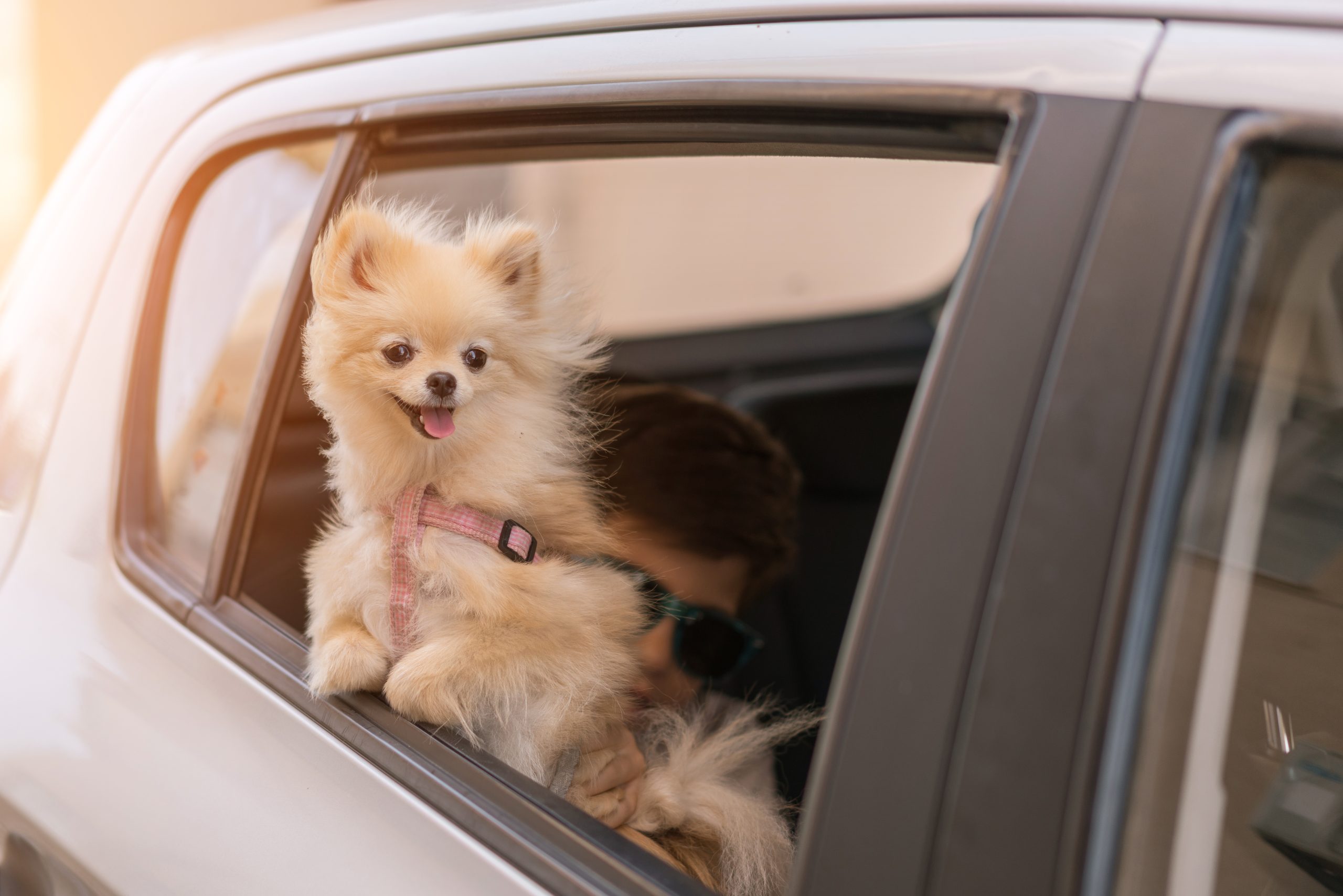 New Florida Bill Could Ban Dogs From Sticking Their Heads Out Of Car Windows