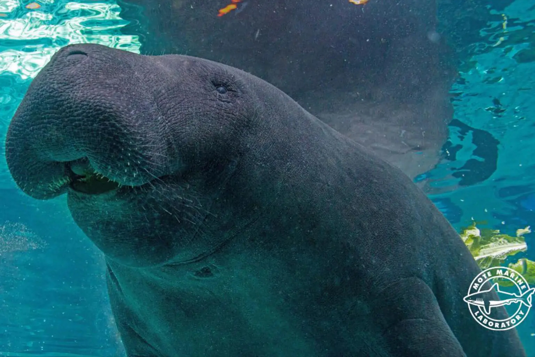 Rough Sex Between Brother Manatees Leaves One Dead At Florida Aquarium 