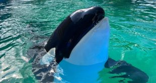 Lolita The Orca Dies Of Renal Condition After More Than 50 Years In Captivity