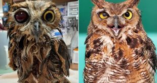 Great Horned Owl Recuperating At Pennsylvania Wildlife Center After It Was Shot In The Eye