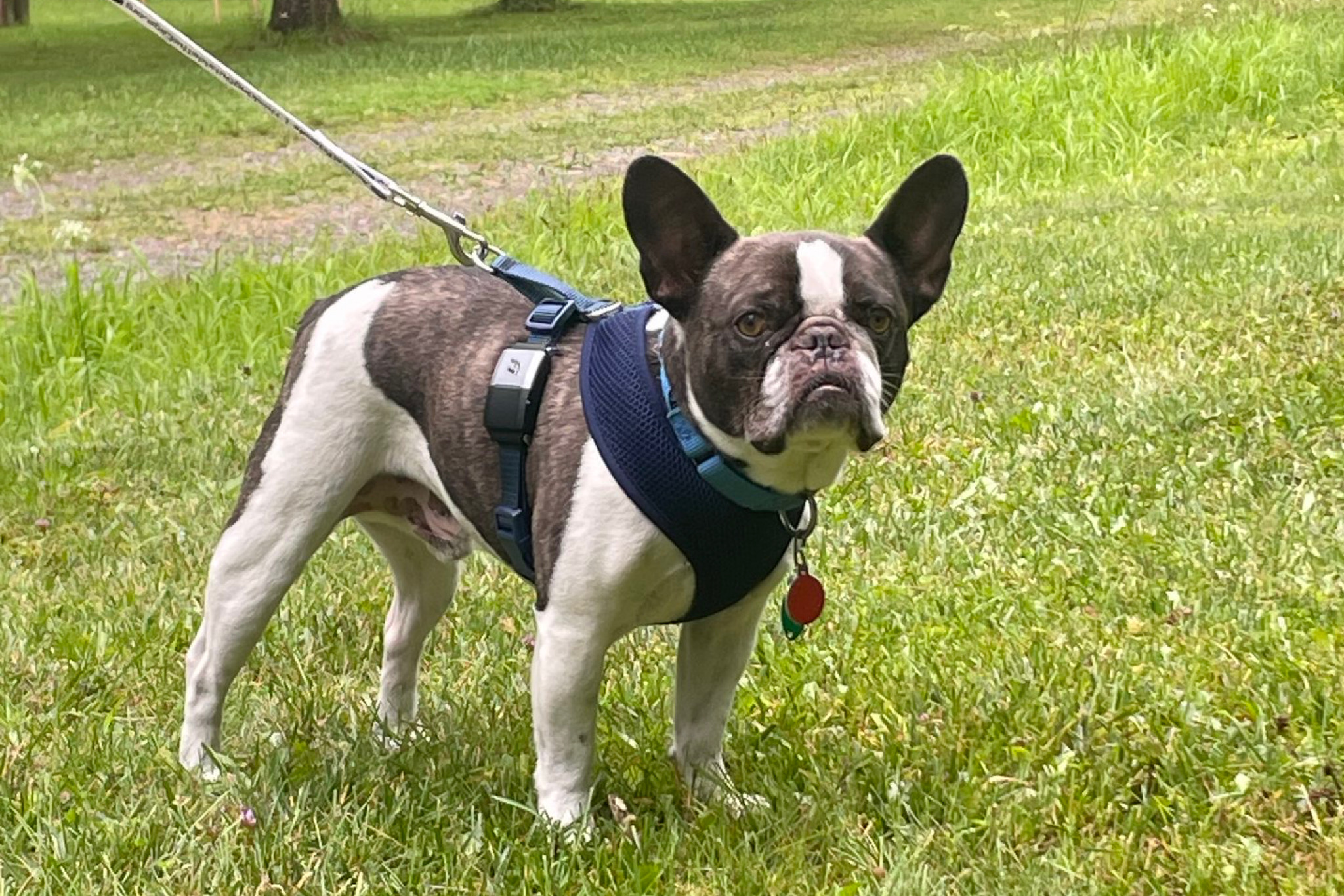 Woman Who Abandoned French Bulldog At Pennsylvania Airport Facing Animal Cruelty Charges