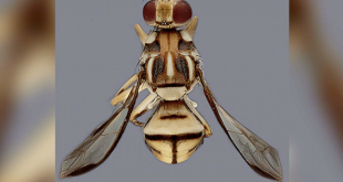 Los Angeles County Under Quarantine: Invasive Fruit Fly Sparks 79 Square Mile Lockdown