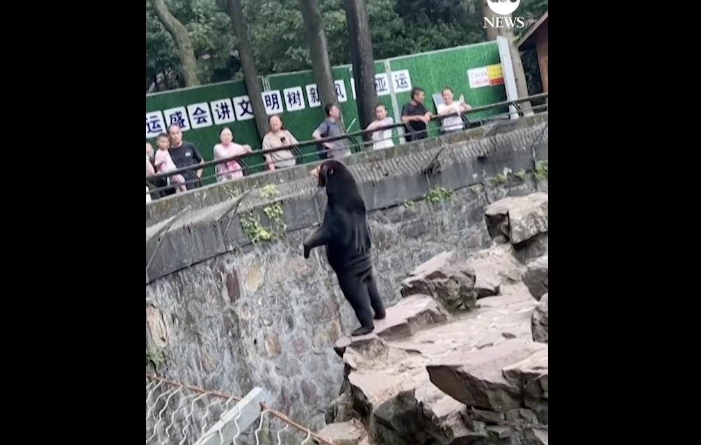 Zoo in China Denies Bear is Man in Costume [Video]