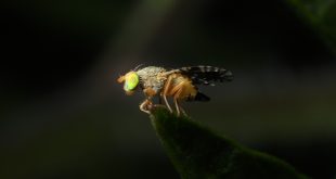 2 Million Sterile Male Fruit Flies Will Be Released in Leimert Park to Help Fight Infestation