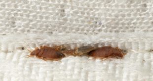 The French Government Addresses Paris Bedbug Infestation: "In Reality, No One Is Safe"
