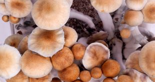 New Jersey Exploring Legalization of Magic Mushrooms for Medical, Recreational Use, and Home Cultivation