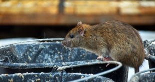 Rise in Human Infections Linked to Rat Urine Reported in New York City