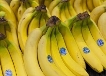 Florida Jury Orders Chiquita to Pay $38.3 Million for Financing Colombian Paramilitary Group