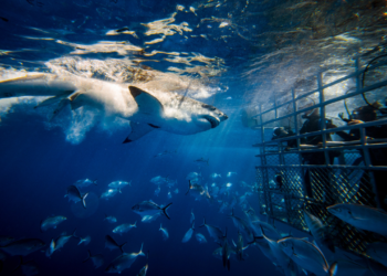 Tired Of The Usual Vacations? Here Are Four Thrilling Destinations For The Daredevil In You