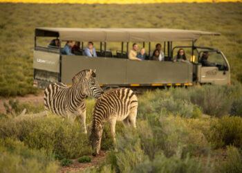 Ballerific Travel: Uber Launches Safari Adventures in South Africa