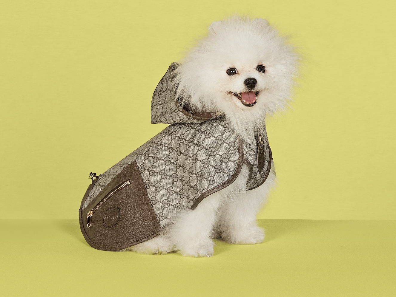 Ballerific Fashion: Gucci's Pet Collection Will Keep Your Pooch Fly This Holiday Season - Here are Three of the Standouts