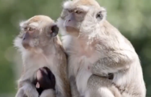 South Carolina Residents on High Alert as 43 Macaque Monkeys Escape Research Facility