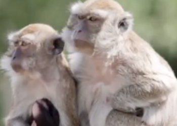 South Carolina Residents on High Alert as 43 Macaque Monkeys Escape Research Facility