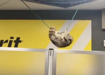 Raccoon Crashes Through Ceiling Near Spirit Airlines Gate at LaGuardia Airport [Video]