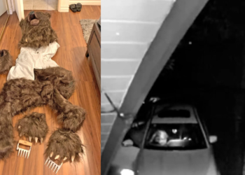 Four Arrested for Insurance Fraud After Staging Car Damage with Bear Costume