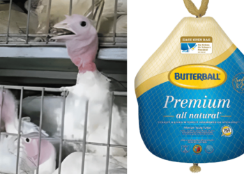 Shocking Allegations: PETA Claims Butterball Workers Sexually Abused Turkeys in Disturbing New Footage [Video]