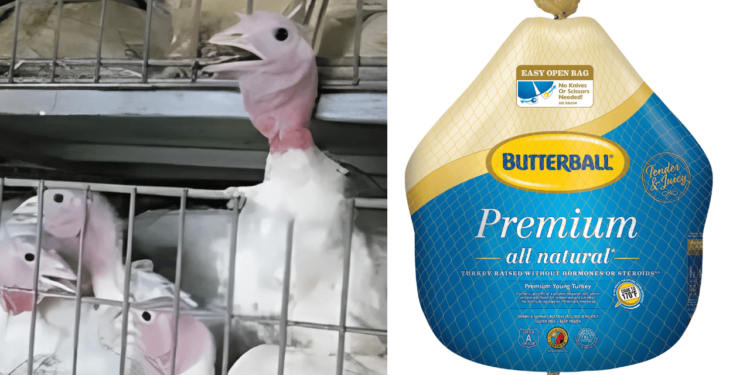 Shocking Allegations: PETA Claims Butterball Workers Sexually Abused Turkeys in Disturbing New Footage [Video]