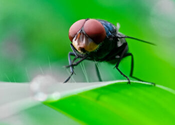 Parasite That Eats Animals from the Inside Out Spreads into U.S.