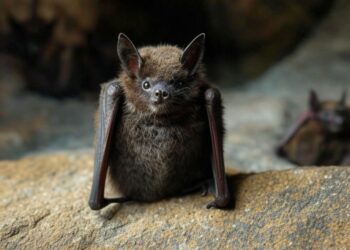 Scientists Discover New Bat Coronavirus in China That Can Infect Human Cells