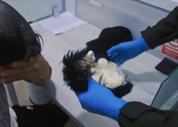 Man Busted at Airport for Attempting to Smuggle Cocaine Under His Wig