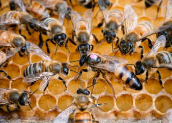 Honeybee Deaths Are Skyrocketing And Our Food Supply Is at Risk
