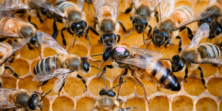 Honeybee Deaths Are Skyrocketing And Our Food Supply Is at Risk