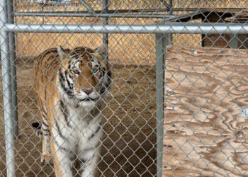 Nevada Man Claims Seven Tigers Are His Emotional Support Animals After Arrest