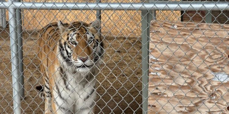 Nye County Sheriffs office releases photo - Baller Alert Nevada Man Claims Seven Tigers Are His Emotional Support Animals After Arrest