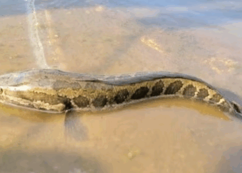 Missouri Officials Say If You See This Fish, Chop Its Head Off — Here's Why