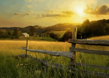 Farm