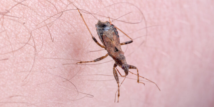 Deadly “Kissing Bug” Parasite Is Now in Over 30 U.S. States and Most Infected Don’t Even Know