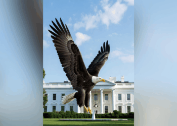 Trump’s Team Wants to Scale Back Animal Protections That Saved Bald Eagles and Whales