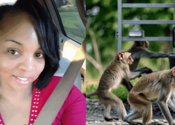 Mississippi Mother Cleared After Shooting Escaped Lab Monkey in Her Backyard
