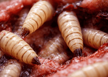 A Dangerous Parasite That Eats Living Tissue Is Creeping Closer to America -- CDC Sounds the Alarm