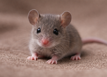 Dead Mouse Found in Baby’s Mouth, Full Story, Timeline, Lawsuit Details, and What Happens Next