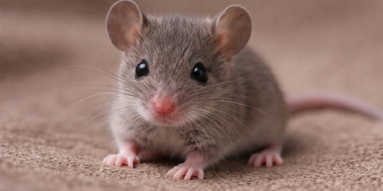 Dead Mouse Found in Baby’s Mouth, Full Story, Timeline, Lawsuit Details, and What Happens Next