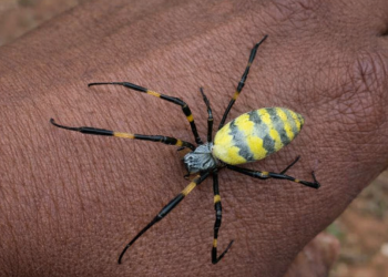 Flying Spiders Spread Across the United States as Joro Expansion Continues