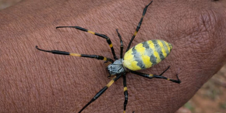 Flying Spiders Spread Across the United States as Joro Expansion Continues